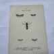 Naturalist plate insect entomology old lithograph
