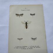 Naturalist plate insect entomology old lithograph