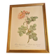 Frame pj Redouté le Rosier Aurore Poniatowska