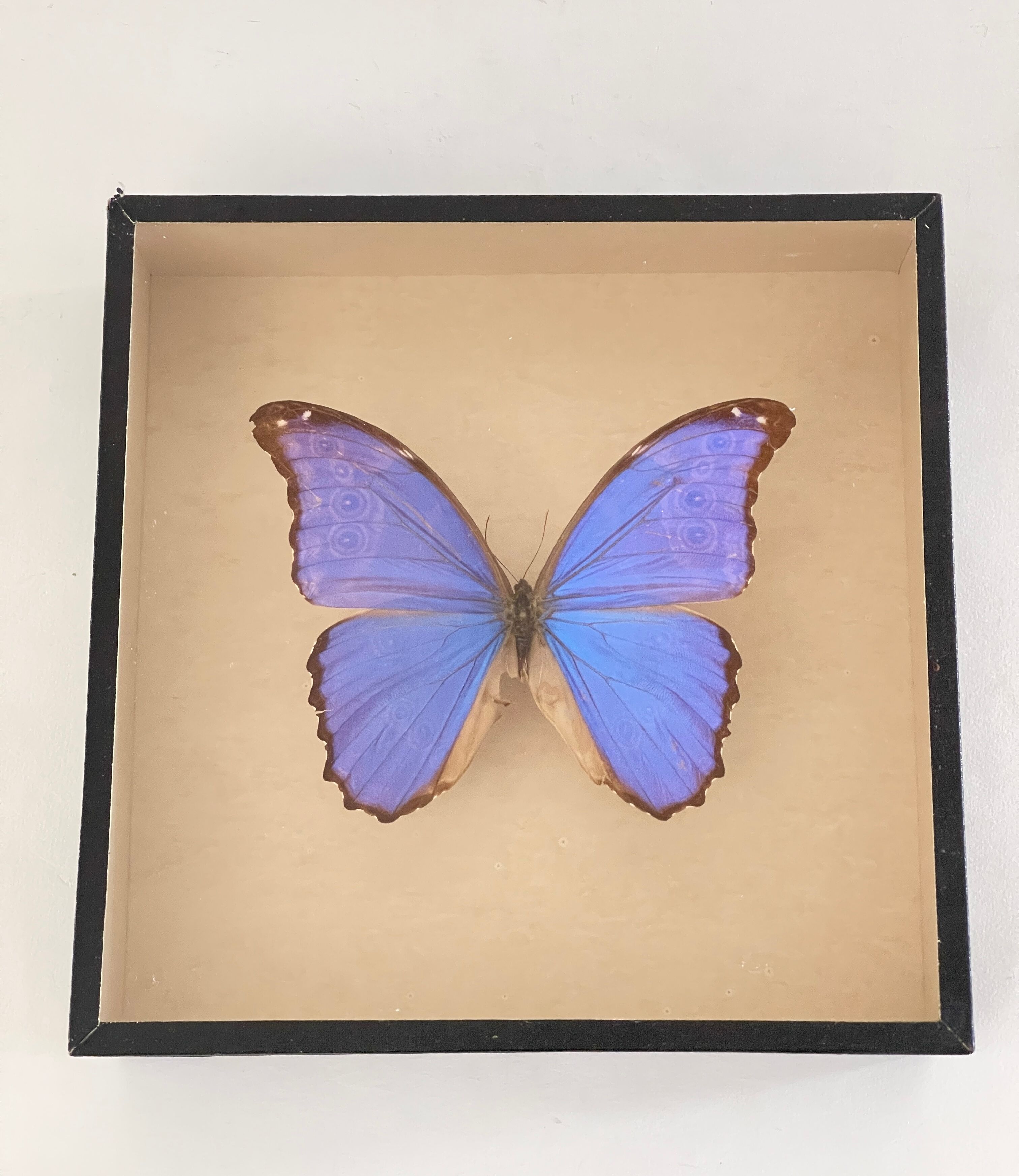 Papillon naturalisé boîte d’entomologie
