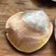 Set of mother-of-pearl shells