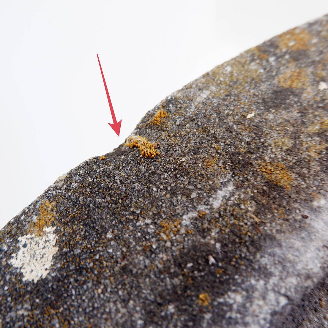 Mid-Century Style Outdoor Stone Planter