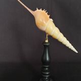 Cabinet of curiosities tibia fusus shell on base