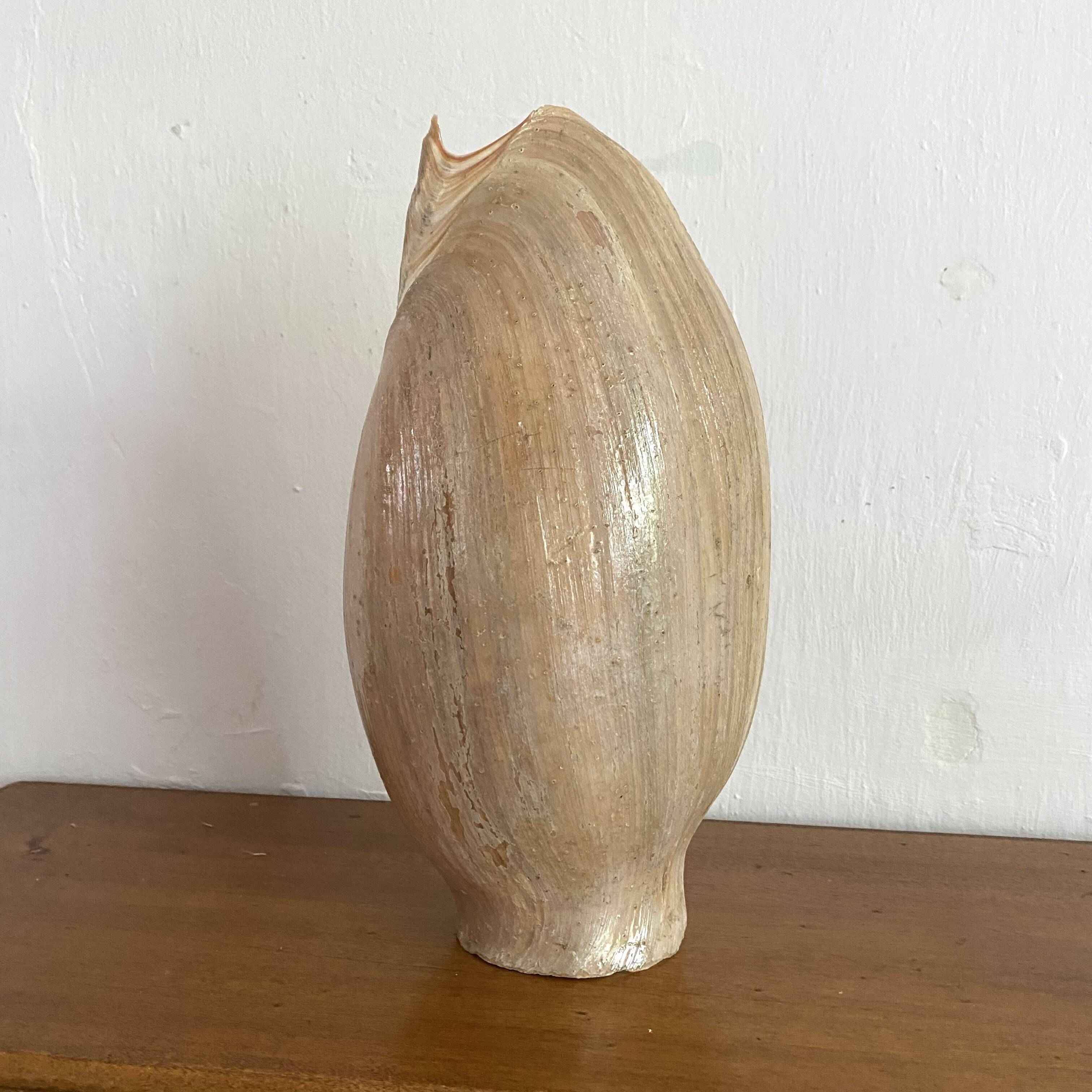Volute shell from Senegal, 70s-80s