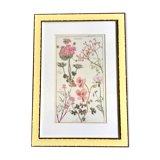 Cadre planche botanique pelargonium