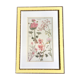 Cadre planche botanique pelargonium