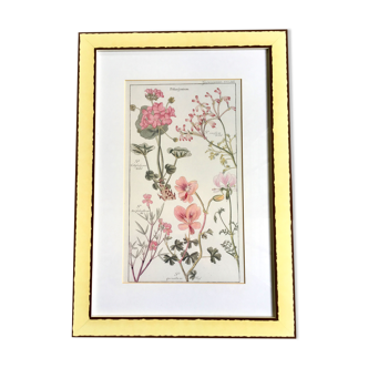 Frame botanical board pelargonium