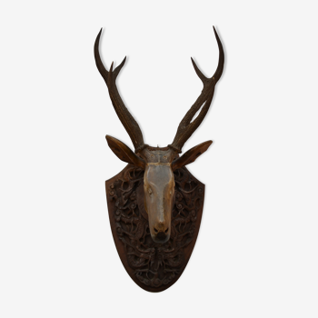 Trophy deer head