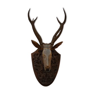 Trophy deer head