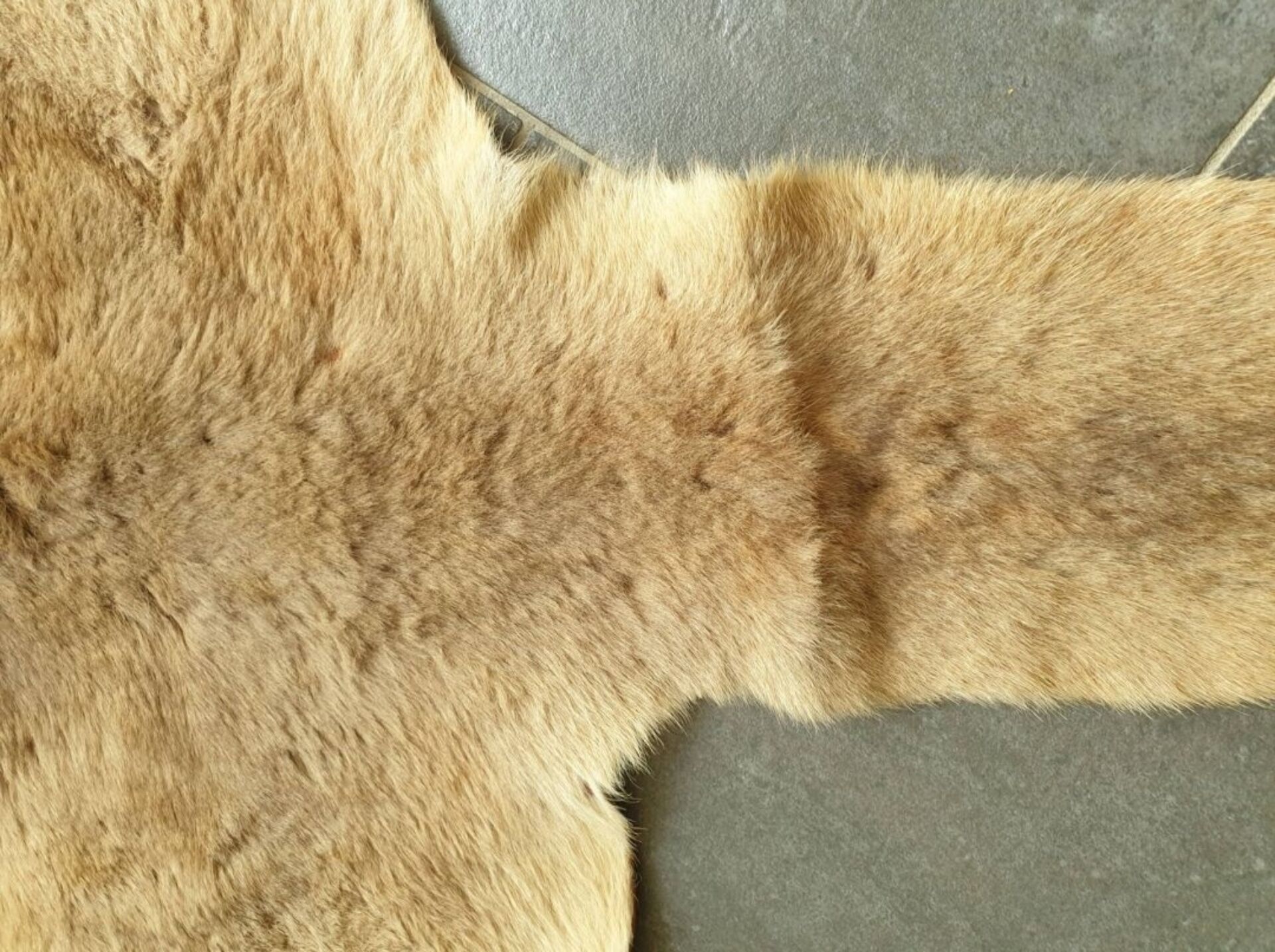 Kangaroo skin Curiosity cabinet