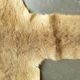Kangaroo skin Curiosity cabinet