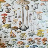 Lithograph on mushrooms from 1928 "amanita"