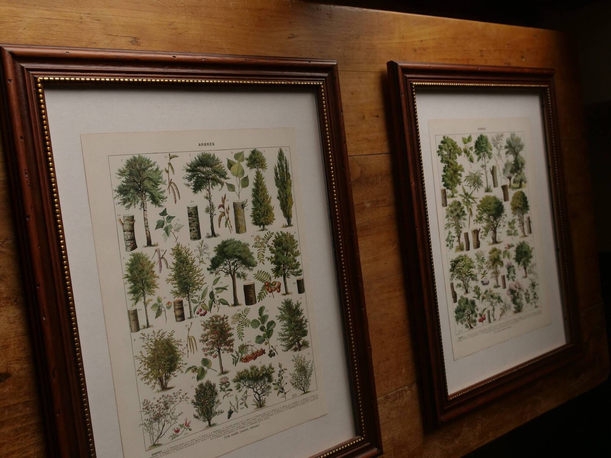 Original lithographs on trees
