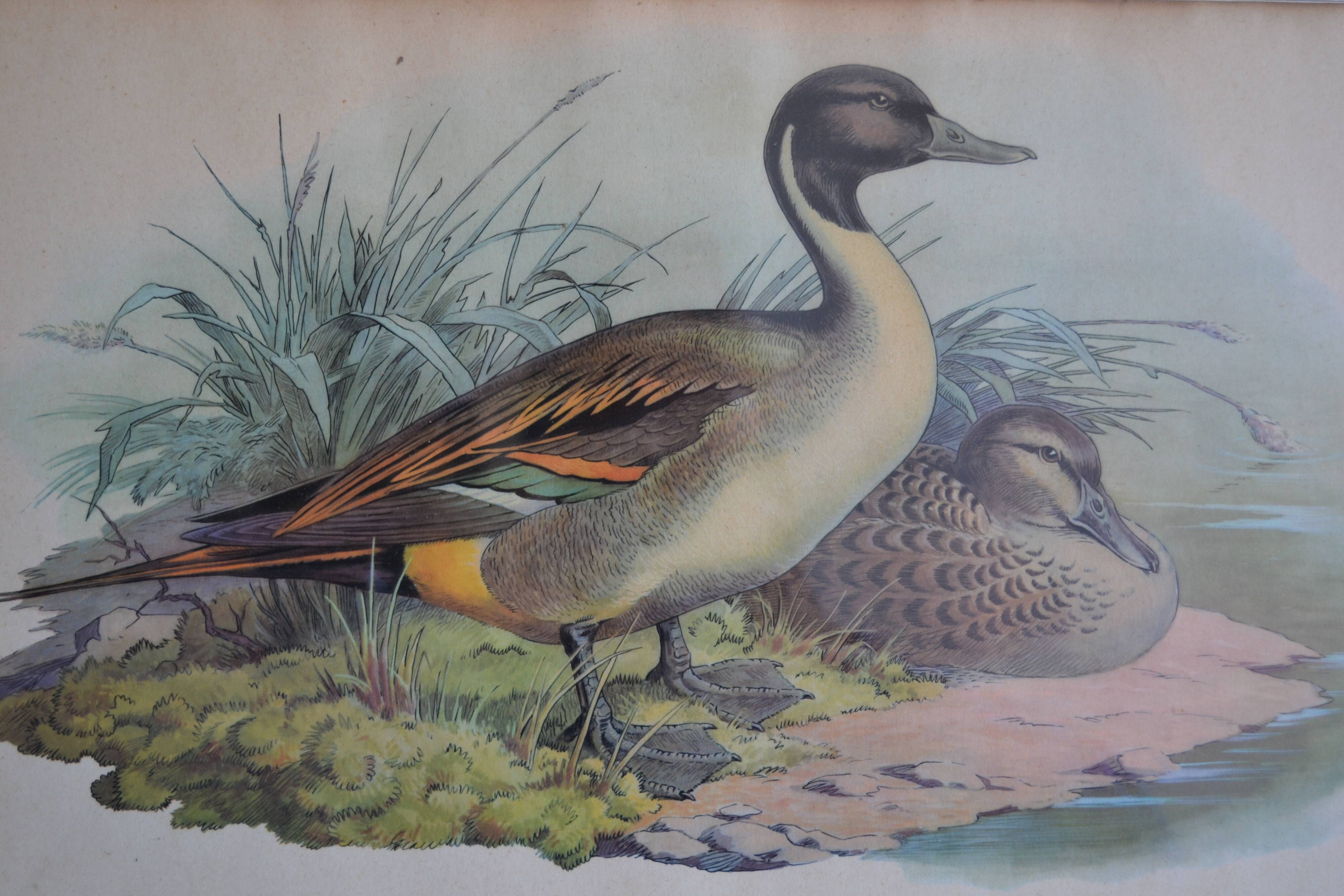 Vintage animal print ducks