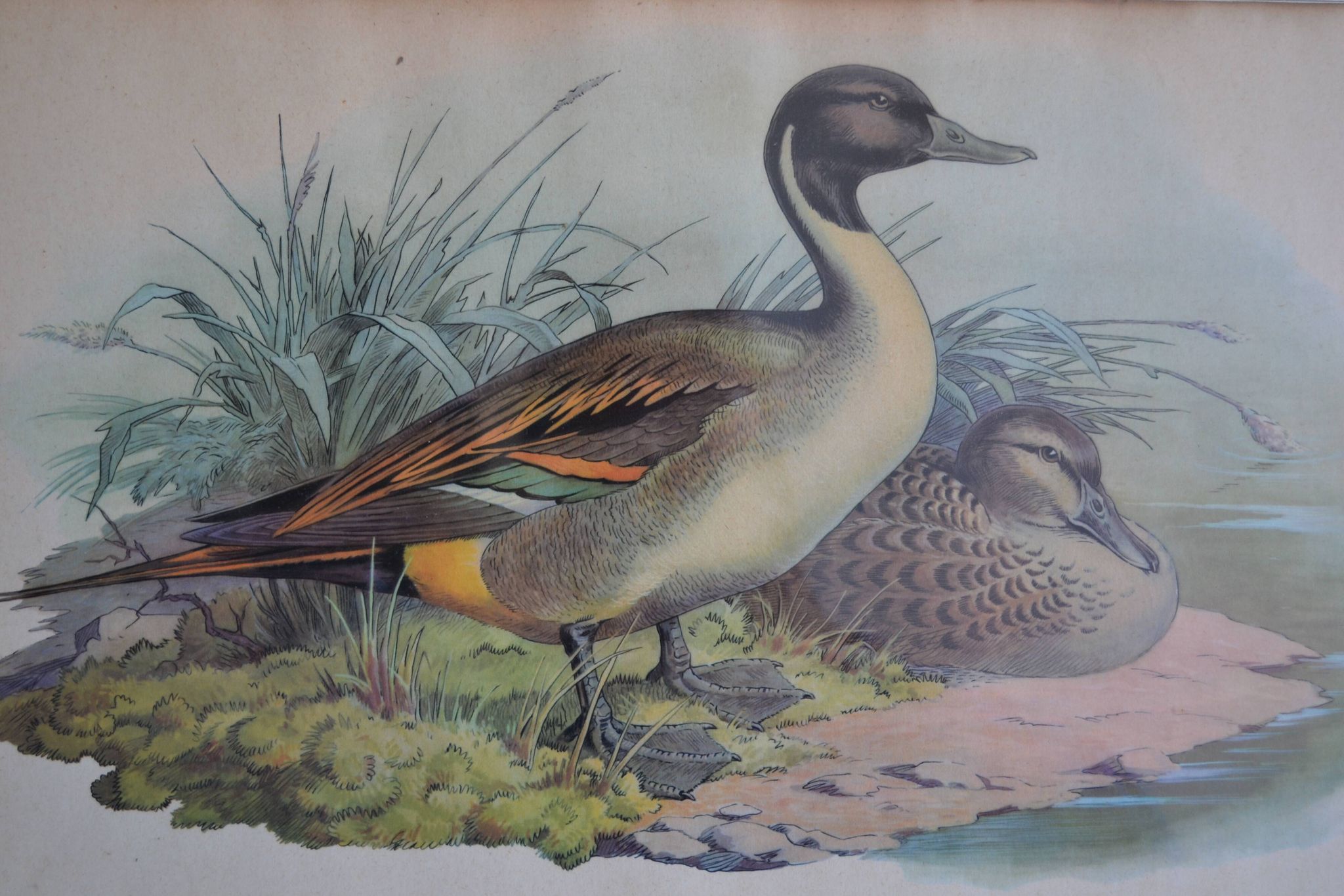 Estampe animalière vintage canards