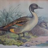 Vintage animal print ducks
