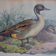 Estampe animalière vintage canards