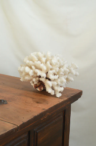Large white coral