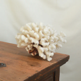 Large white coral