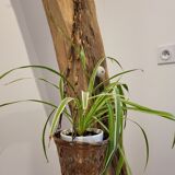 Wicker hanging pan