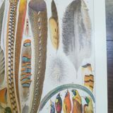 Lithograph on feathers from 1928