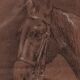 Painting, sketch on the theme of the horse, Pencil on XX th paper.