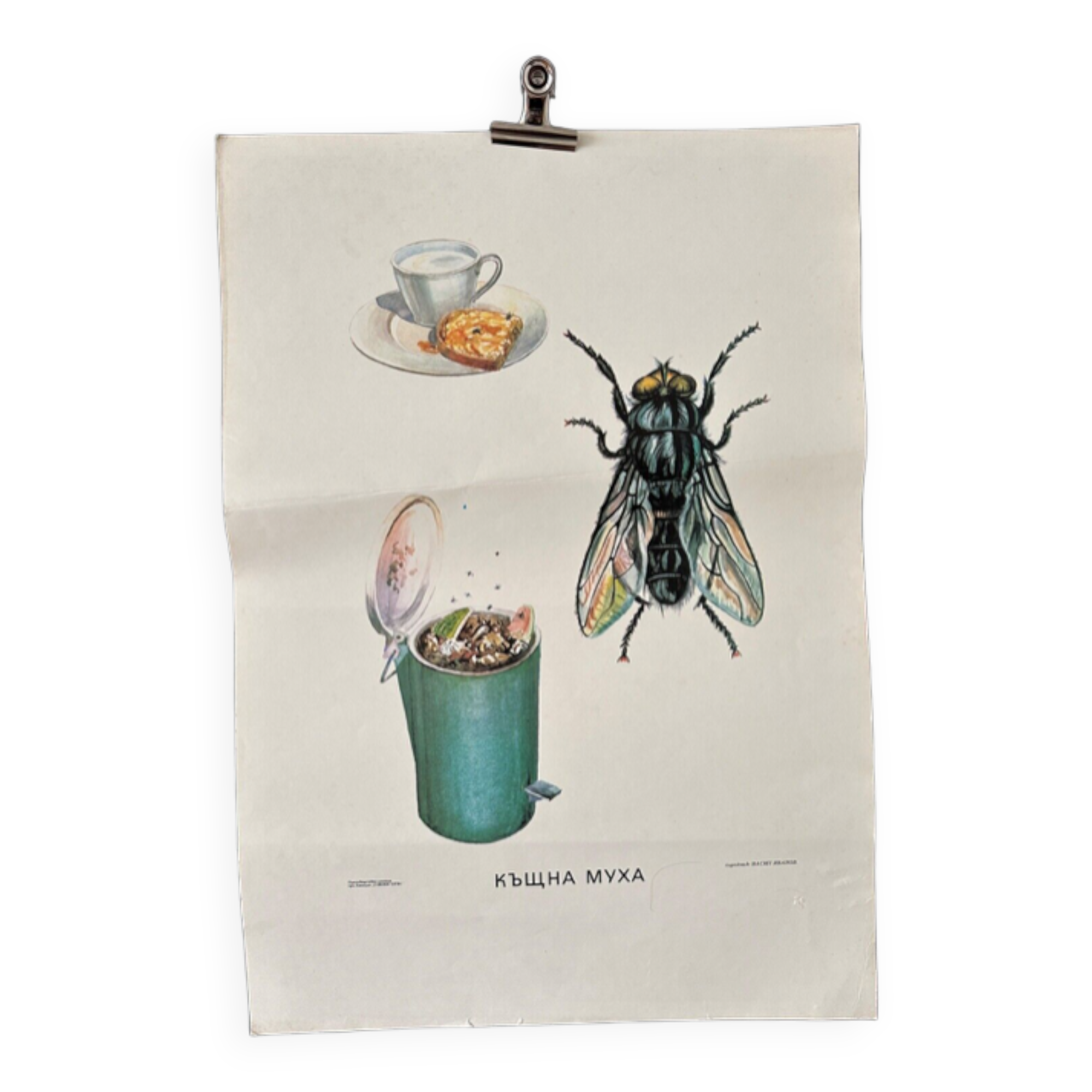 Fly insects poster 1970's university school learning educational poster