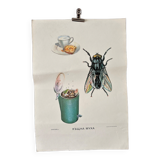 Fly insects poster 1970's university school learning educational poster