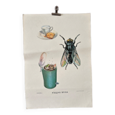 Fly insects poster 1970's university school learning educational poster