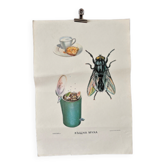 Fly insects poster 1970's university school learning educational poster