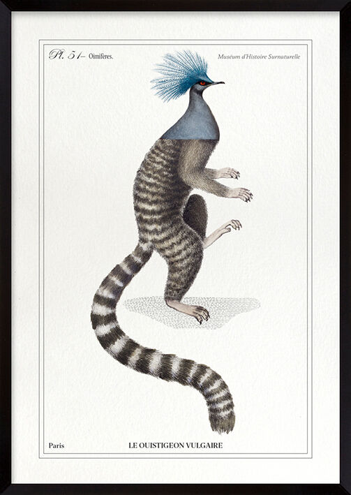 Chimera lithography animal engraving - the ouistigeon