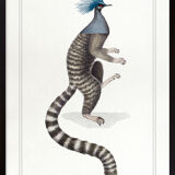 Chimera lithography animal engraving - the ouistigeon