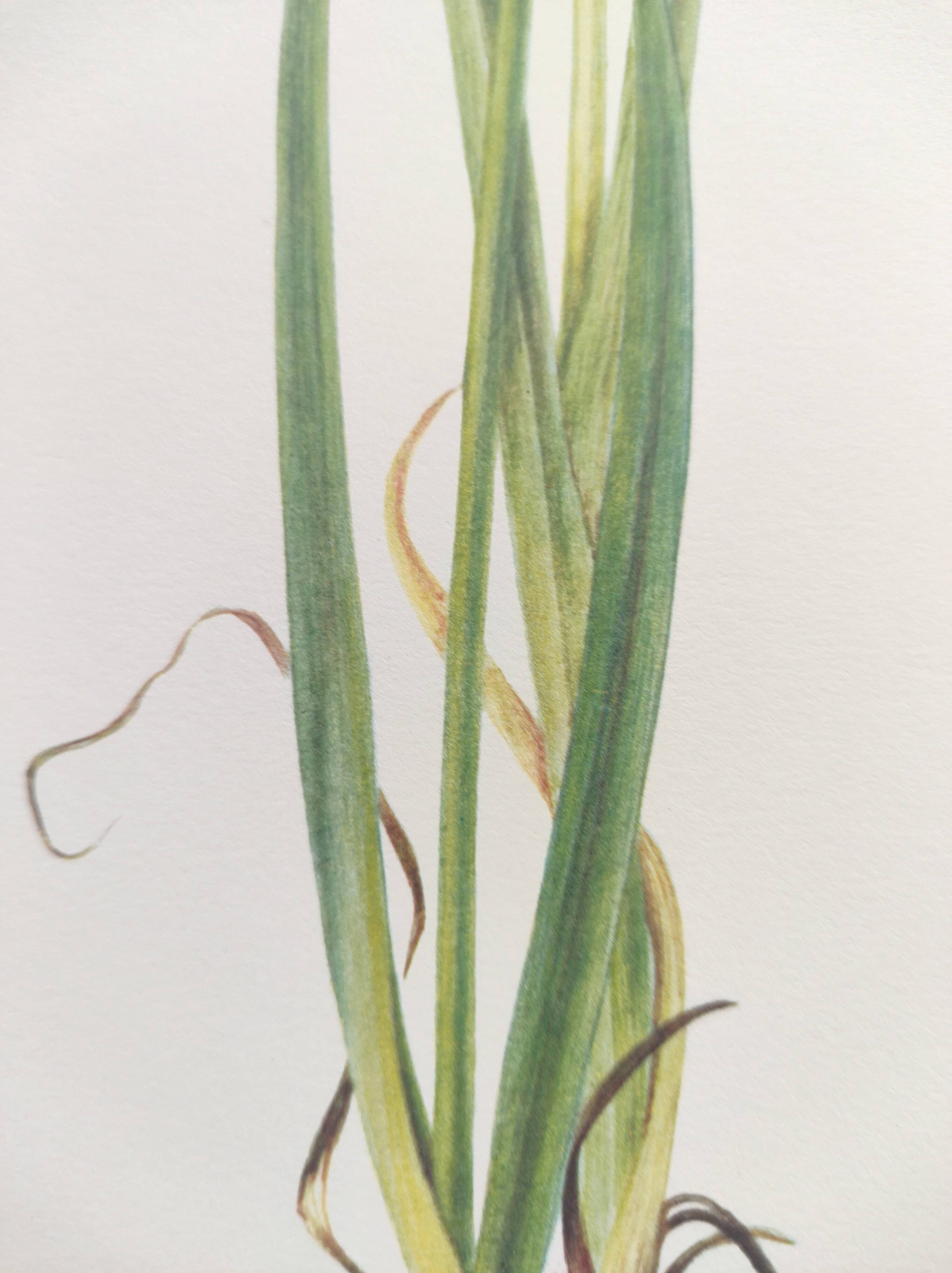 Planche Florale de 1978 - Iris - Aquarelle botanique de M.Rollinat