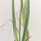 Planche Florale de 1978 - Iris - Aquarelle botanique de M.Rollinat
