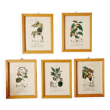 Lot de 5 cadres gravures botaniques ancienne