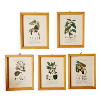 Lot de 5 cadres gravures botaniques ancienne