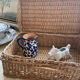 Azul MS milk jug