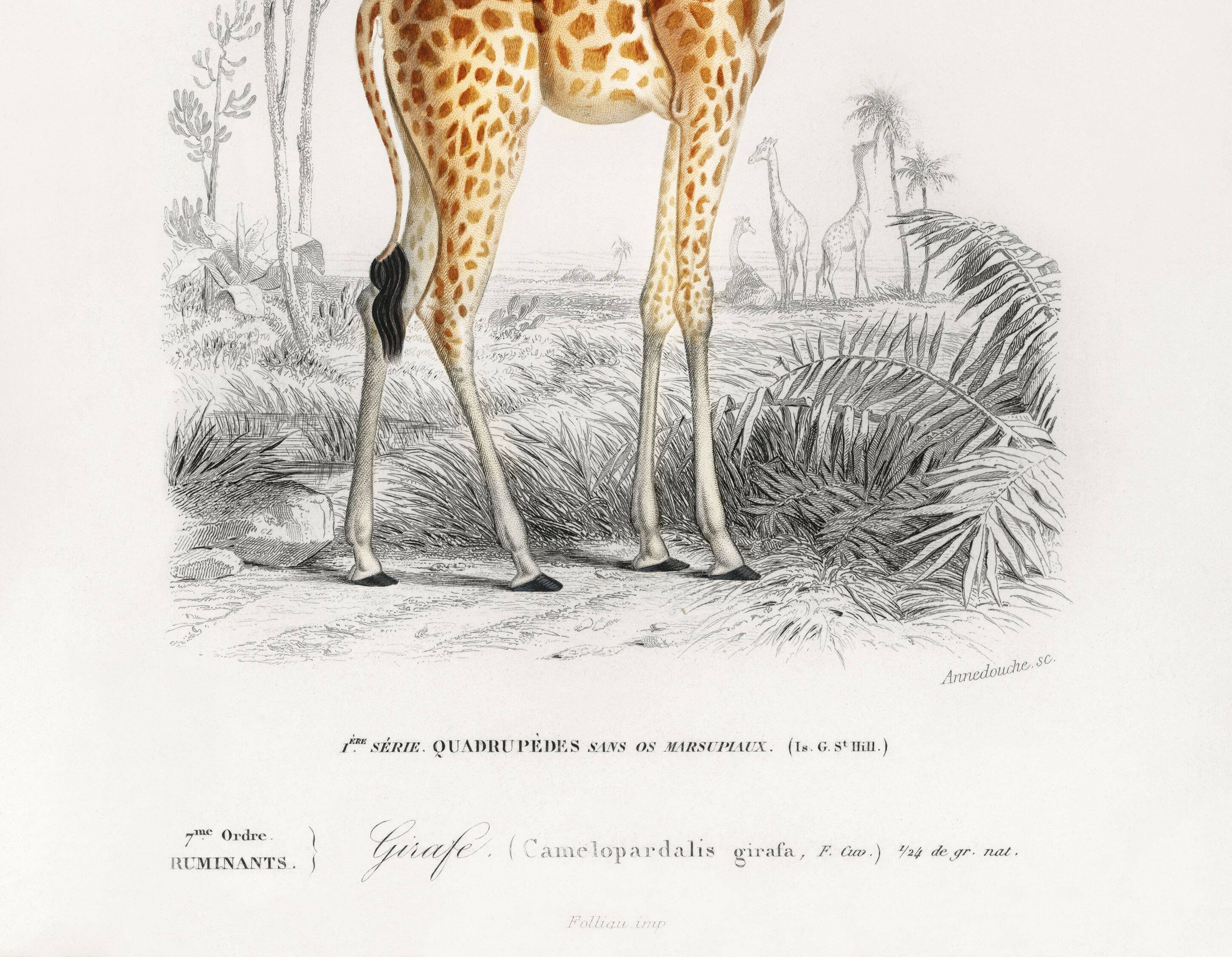 Poster about a giraffe, based on an old engraving from 1849.