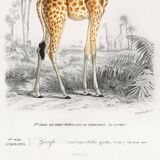 Poster about a giraffe, based on an old engraving from 1849.