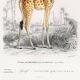 Poster about a giraffe, based on an old engraving from 1849.