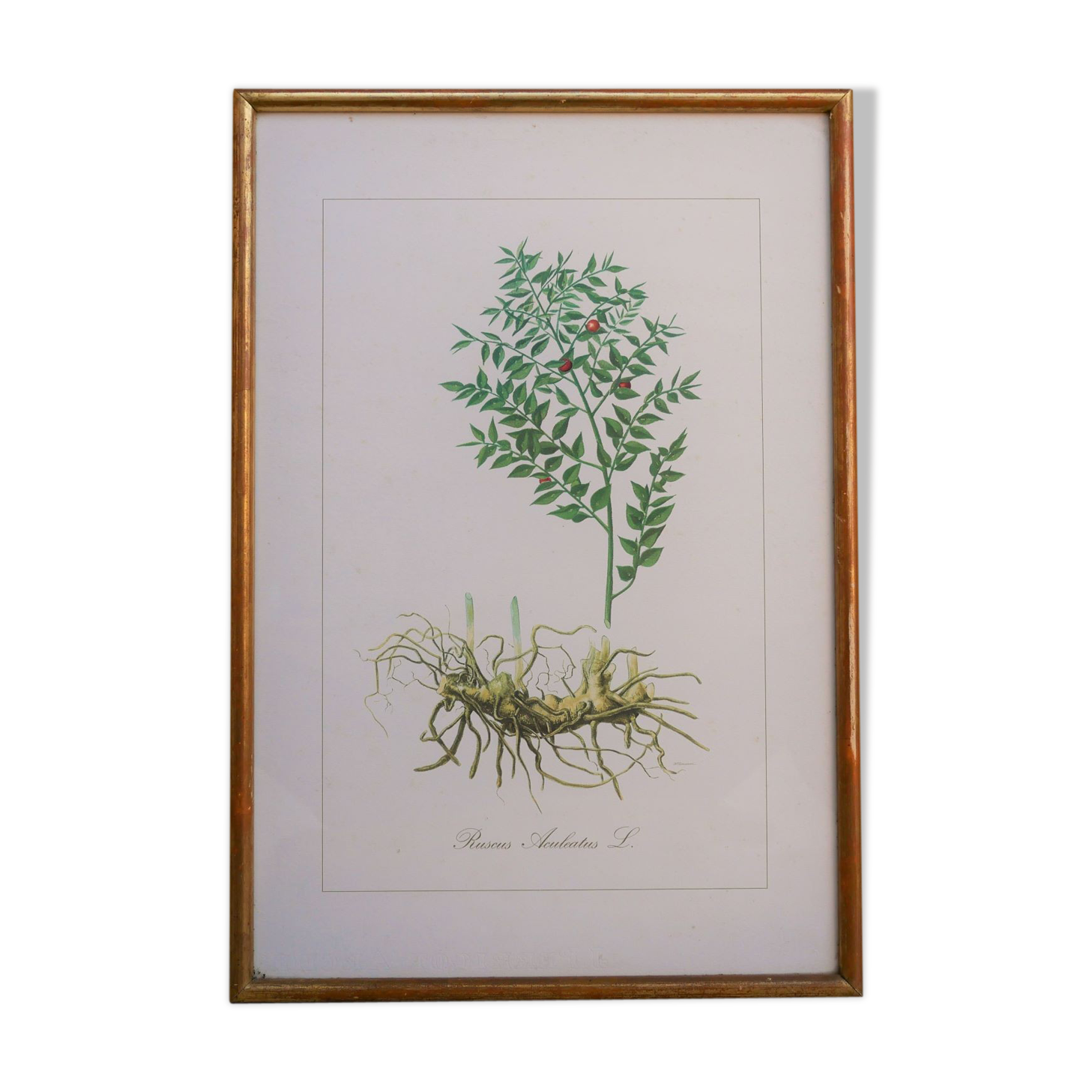 Vintage botanical poster "Ruscus Aculeatus"