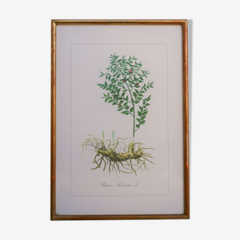 Affiche botanique vintage « Ruscus Aculeatus »