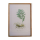 Vintage botanical poster "Ruscus Aculeatus"