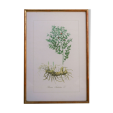 Affiche botanique vintage « Ruscus Aculeatus »