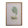 Vintage botanical poster "Ruscus Aculeatus"