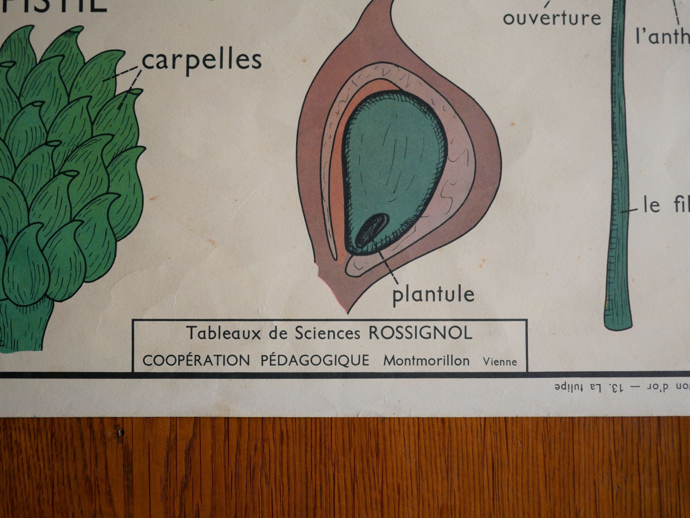 Vintage school botanical poster "La Tulipe" - "The Golden Button"