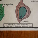 Vintage school botanical poster "La Tulipe" - "The Golden Button"