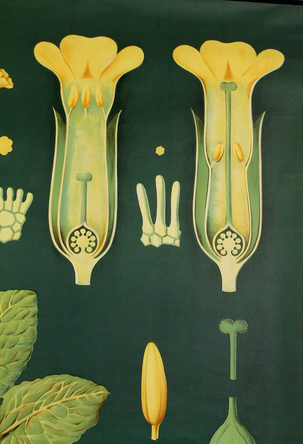 XXL vintage poster, primrose motif botanical flower, 60s