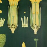 XXL vintage poster, primrose motif botanical flower, 60s