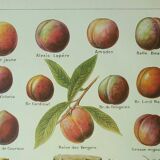 Old engraving 1922, Peach, varieties and enemies, fruit, peach tree • Lithograph, original illustration